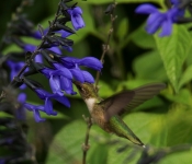 2023 09 17 LongFellowGardens 024